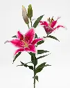 lily_oriental-starfighter-2.jpg.webp