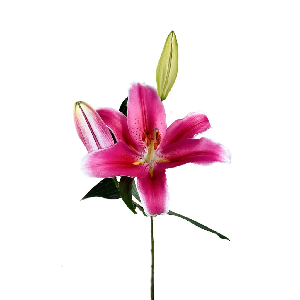 Oriental-lilies-joop.webp