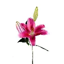 Oriental-lilies-joop.webp