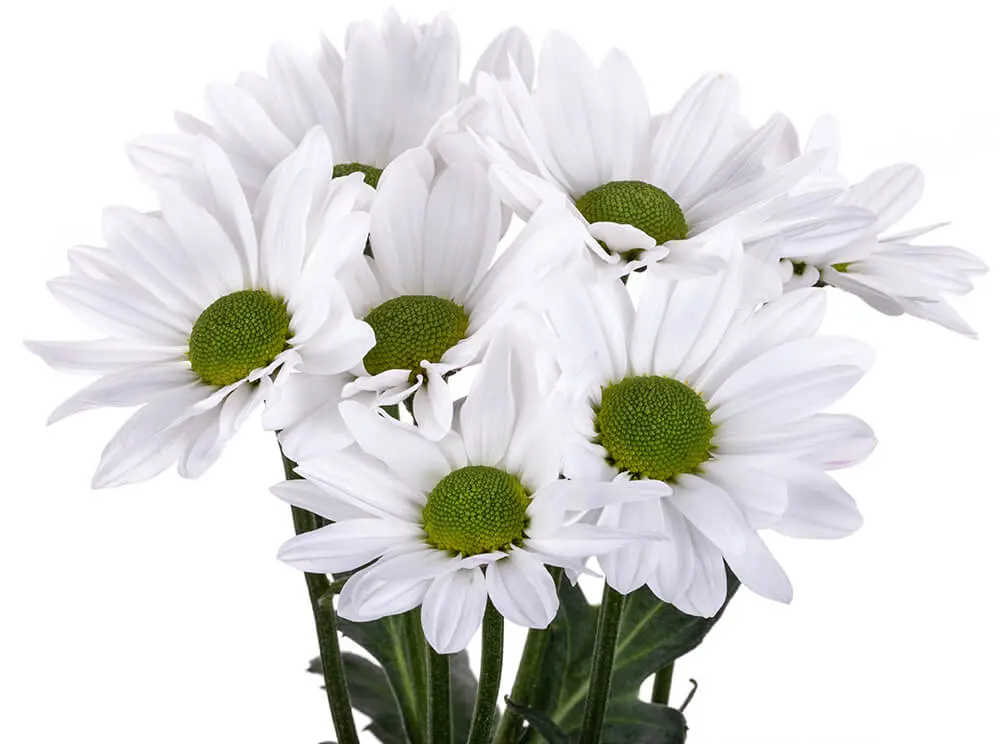 TOP-DOLLAR2.webp
