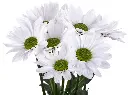 TOP-DOLLAR2.webp