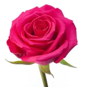 Hot-Pink-w-Stem-300x300.webp