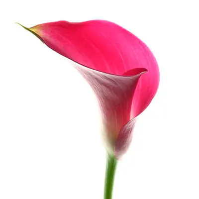 pink-mini-calla-lilies_521.webp