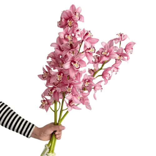 Untitled design (11).webp