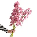 Untitled design (11).webp