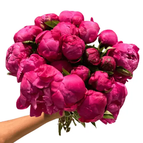 Untitled design (13).webp