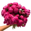 Untitled design (13).webp