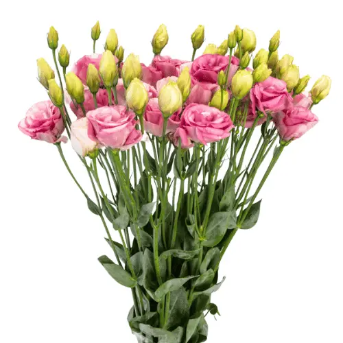 Untitled design (15).webp