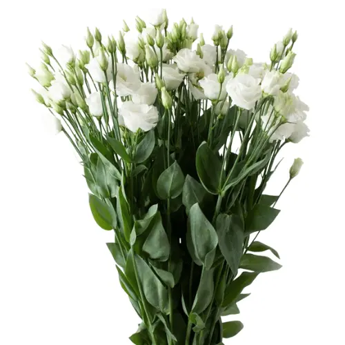 Untitled design (17).webp