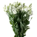 Untitled design (17).webp