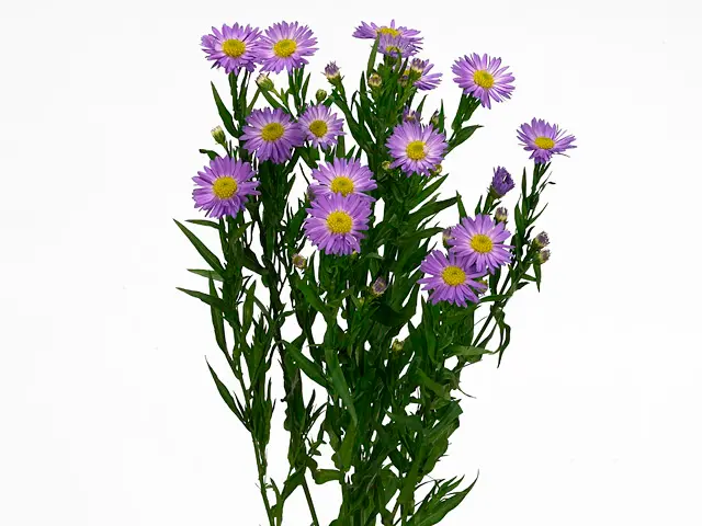 ASTER.webp