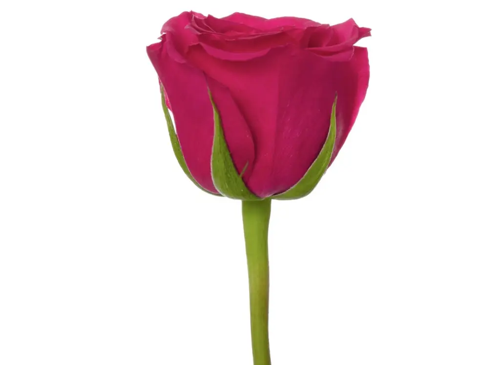 Queen_Berry_1.webp
