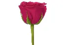 Queen_Berry_1.webp