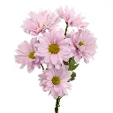 AQUAREL-PINK.webp