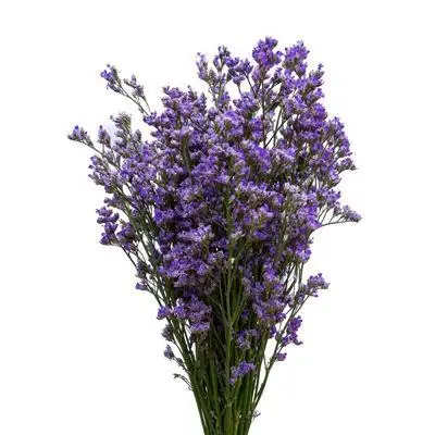 purple-limonium_107.webp