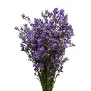 purple-limonium_107.webp
