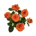 1294-esmeralda-spray-rose-orange.webp