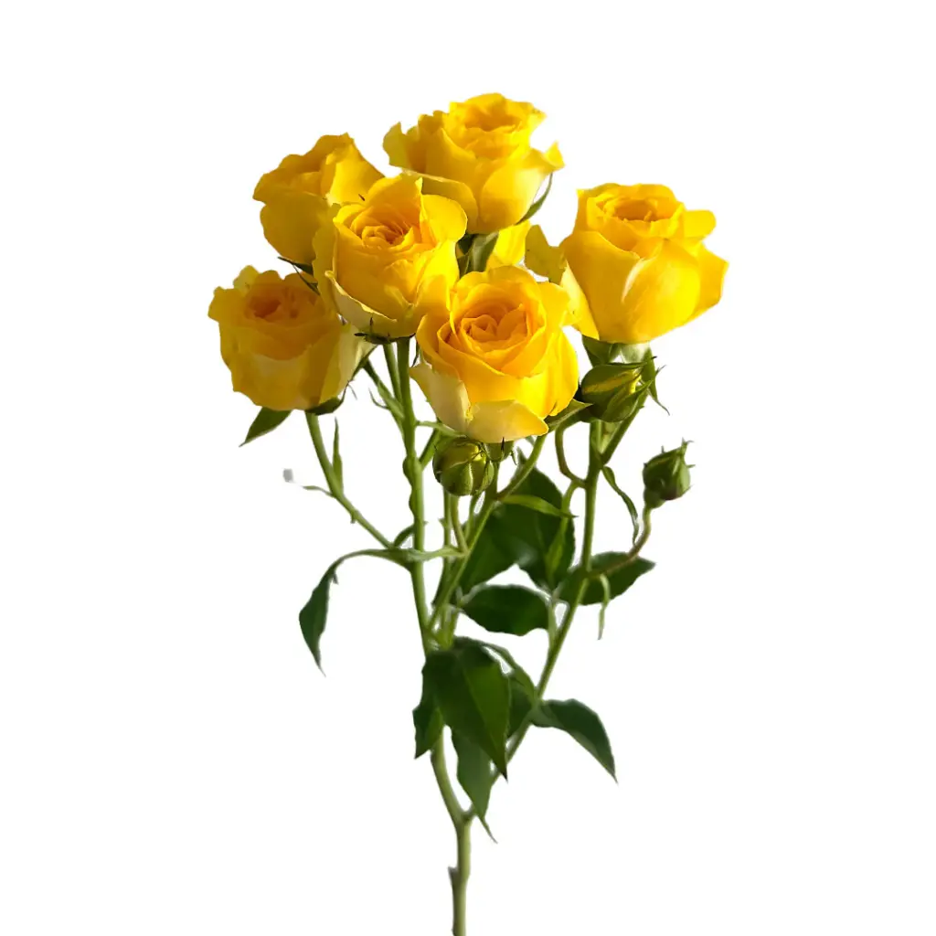 Bulk-Spray-Rose-Sun-City.webp