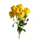 Bulk-Spray-Rose-Sun-City.webp