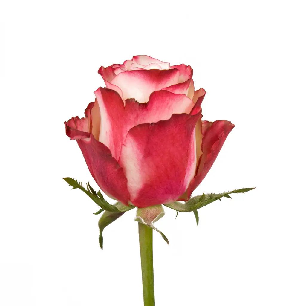BLROS50SWT50_A.webp
