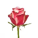 BLROS50SWT50_A.webp