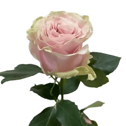 Untitled design (18).webp
