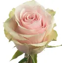 frutettoo.webp