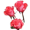 Untitled design (20).webp