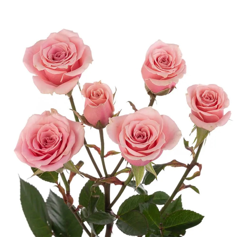 SWEET-SENSATION-oqtw9qxu6mh4zld7lk2qjybh0h0th0w9pi9rwqla8g.webp