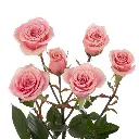 SWEET-SENSATION-oqtw9qxu6mh4zld7lk2qjybh0h0th0w9pi9rwqla8g.webp