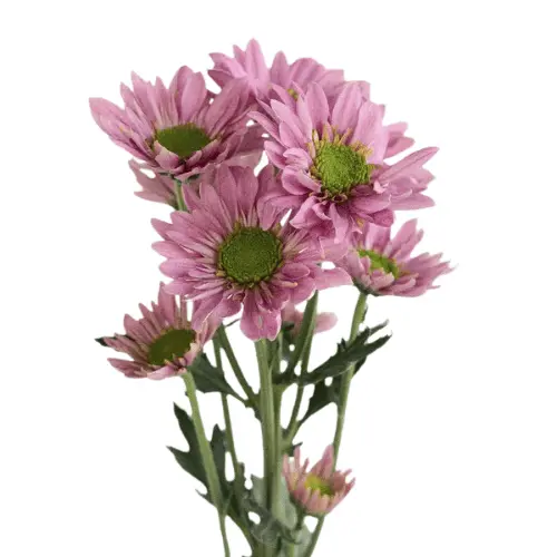 Untitled design (21).webp