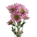 Untitled design (21).webp