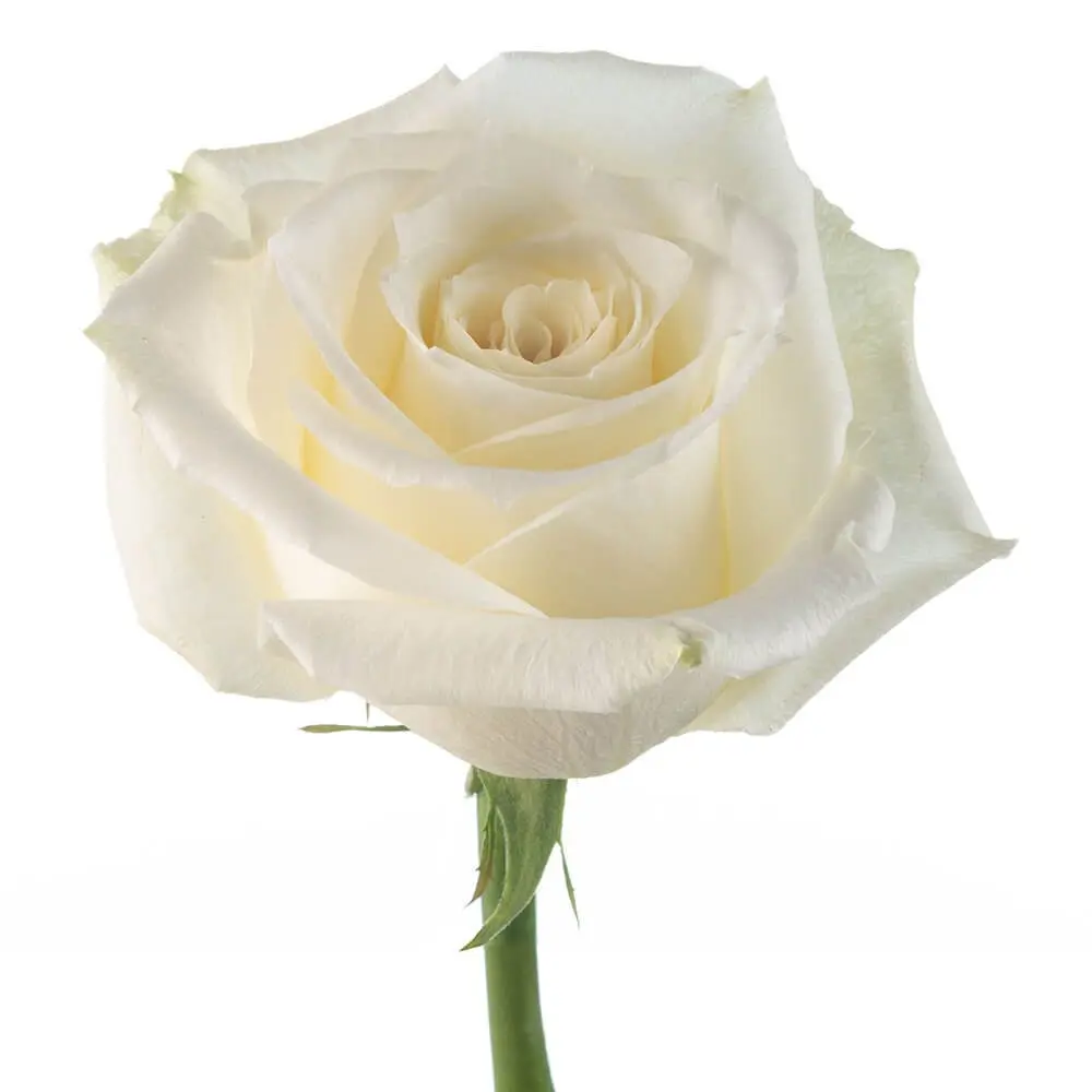 Roses-Vendela-w-Stem.webp
