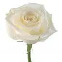 Roses-Vendela-w-Stem.webp
