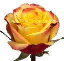 high and yellow.webp