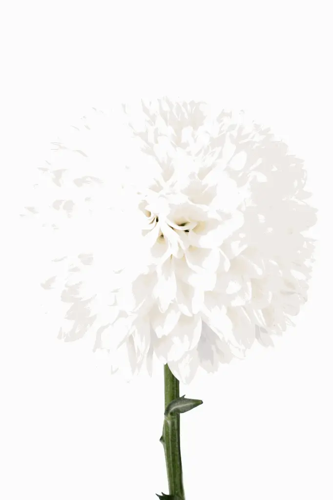 MUM-BALL-SUPERBOWL.webp