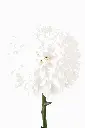 MUM-BALL-SUPERBOWL.webp