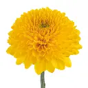 PALADOV-SUNNY-1.webp