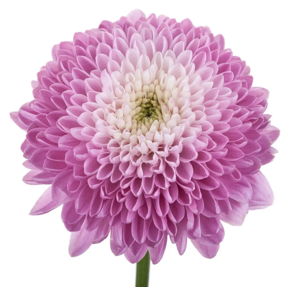 HOW-SWEET-.webp