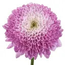 HOW-SWEET-.webp