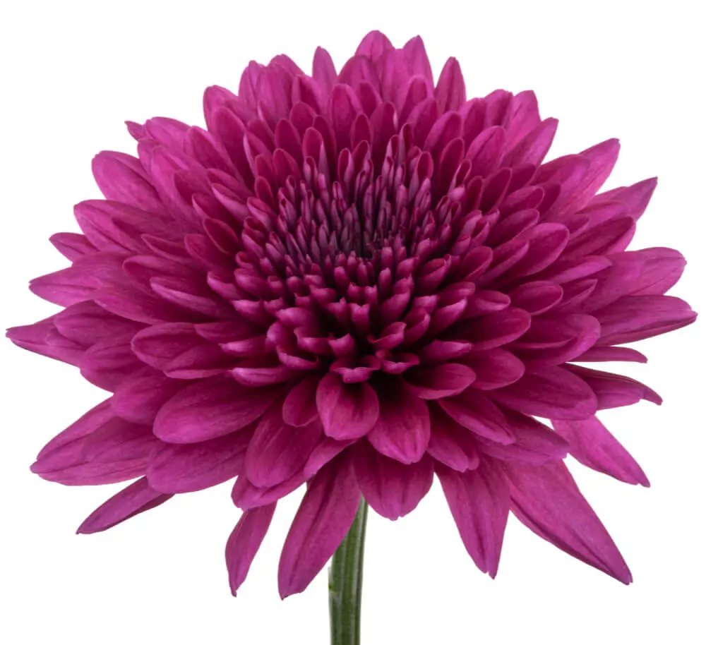 LAMIRA.webp