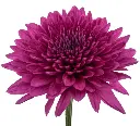 LAMIRA.webp