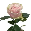 Untitled design (18).webp