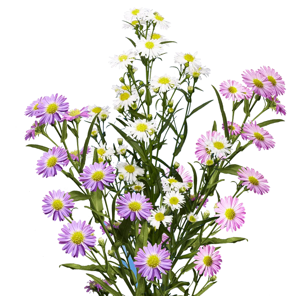 best-assorted-aster-flowers-globalrose.webp
