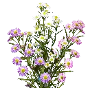 best-assorted-aster-flowers-globalrose.webp