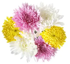 mums.webp