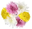 mums.webp