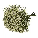 BLLIM65YEL120_C.webp