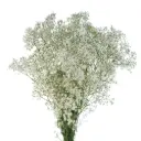 WILD-PEARL-1-1.webp