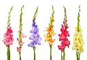 glads.webp